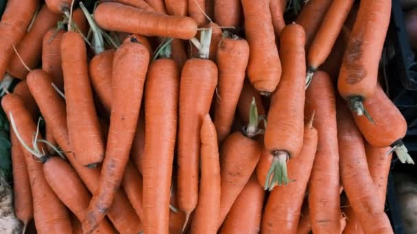 Пластиковой Корзине Целая Рама Большой Свежей Апельсиновой Моркови Свежие Овощи — стоковое видео