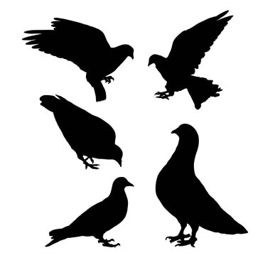 Çeşitli pozisyonlarda güvercin siluetleri