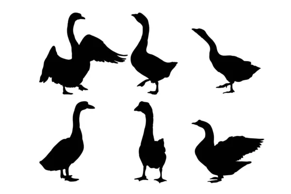 Conjunto Siluetas Diseño Vectorial Cisnes — Archivo Imágenes Vectoriales