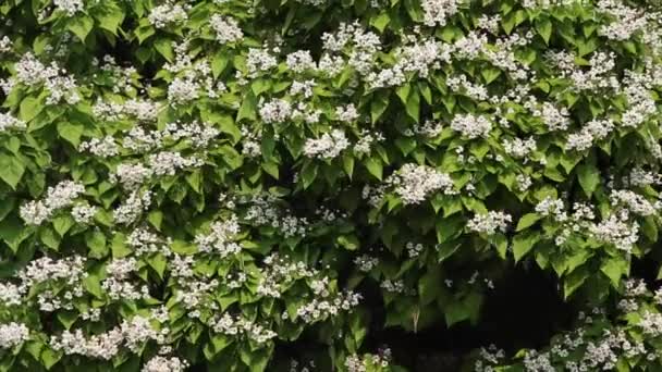 Catalpa Bignonioides Brotando Floreciendo Verano Blanco Sobre Hojas Verdes Soplando — Vídeos de Stock