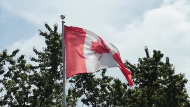 Kopott Fakó Kanadai Zászló Fúj Szél Zászlórúdra Fenyőkkel Felhőkkel Háttérben — Stock videók