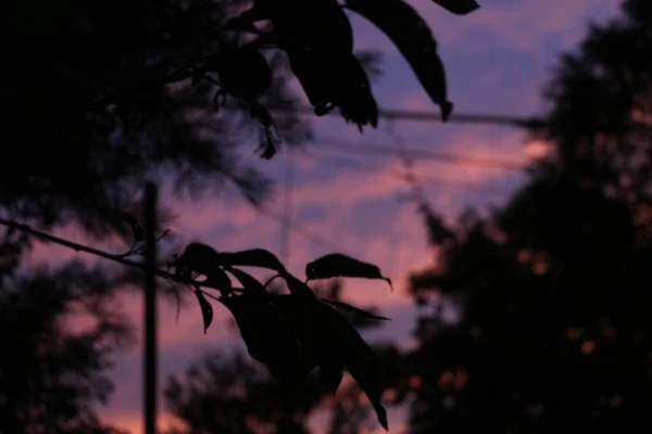 Nubes Cielo Púrpura Rosa Atardecer Con Siluetas Hojas Árbol Primer — Foto de Stock