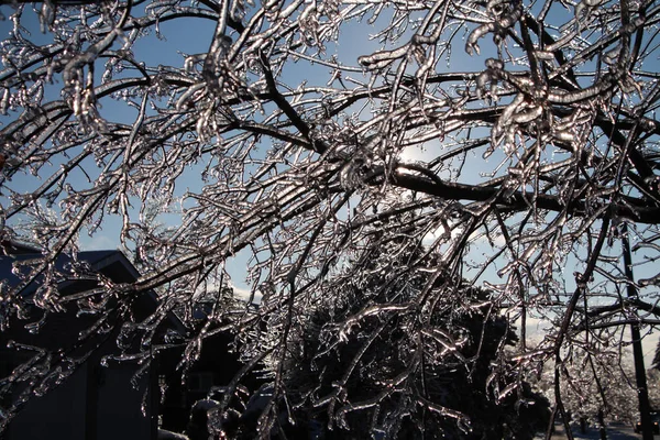 stock image frozen large tree branch with many branches covered in ice with the sky and sun in the background - toronto ice storm 2013