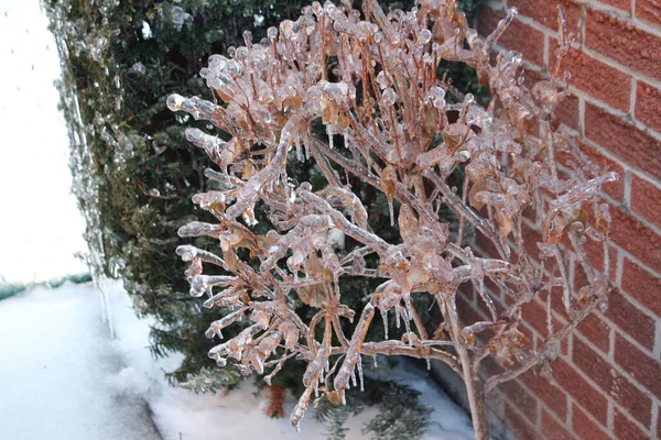 stock image small brown frozen tree covered in ice frame right with frozen bush and brick wall behind it and snow beneath - toronto ice storm 2013