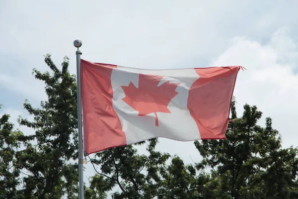Zużyte Wyblakłe Kanadyjskie Flagi Wiejące Wietrze Maszcie Flagowym Sosnami Chmurami — Zdjęcie stockowe