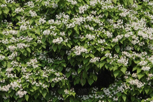 Catalpa Bignonioides Blüht Und Blüht Sommer Weiß Auf Grünen Blättern — Stockfoto