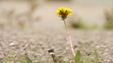 Yapayalnız solmuş karahindiba rüzgarda esiyor, arka planda gri bulanık derinlik