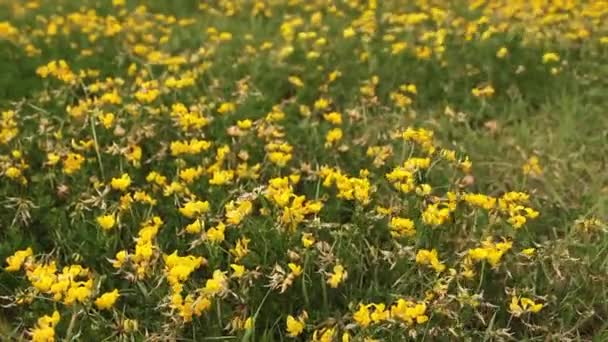 Желтые Птицы Ноги Трилистника Траве Дует Ветру Переднего Плана Фокусе — стоковое видео