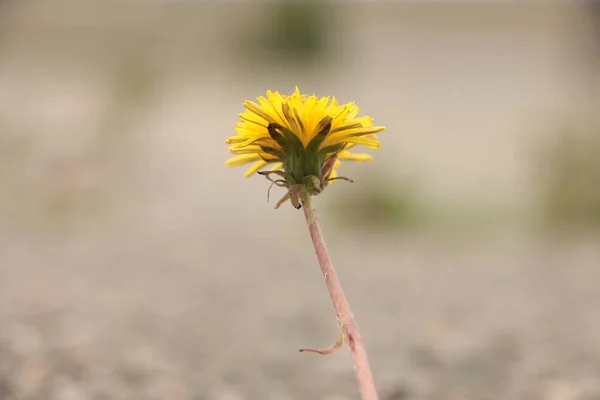 Top Half Isolated Lonely Single Wilting Dandelion Gray Blurred Depth — Stock Photo, Image