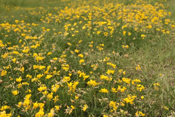 stock image yellow birds foot trefoil in grass blowing in wind with foreground in focus