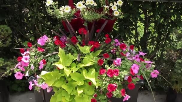 Stor Blomkruka Med Rosa Röda Och Vita Blommor Ovan Annan — Stockvideo