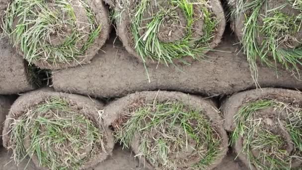 Rolls Grass Turf Stack Top Each Other Criss Crossed Sun — Stock Video