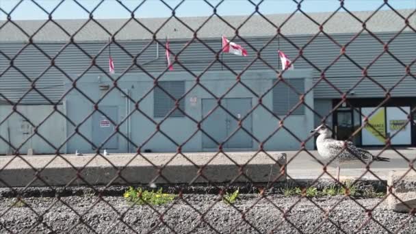 Fyra Kanadensiska Kanadaflaggor Som Blåser Vinden Bredvid Varandra Från Taket — Stockvideo