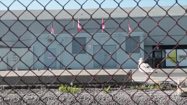 Quatro Bandeiras Canadenses Soprando Vento Lado Umas Das Outras Telhado — Vídeo de Stock