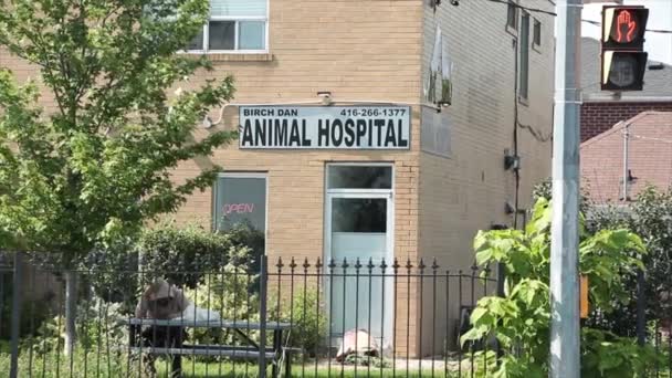 Μικρό Boutique Νοσοκομείο Ζώων Λεζάντα Νοσοκομείο Ζώων Γράφοντας Κείμενο Πάνω — Αρχείο Βίντεο