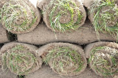 Çimen tohumu tomarları üst üste yığılıyor. Dışarıda güneş üzerlerine doğuyor.