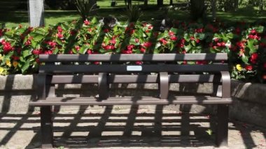 Üzerinde kontrastlı ışık ve arkasında kırmızı begonya çiçekleri olan boş bir tezgah ve çimento kaldırıma park et.