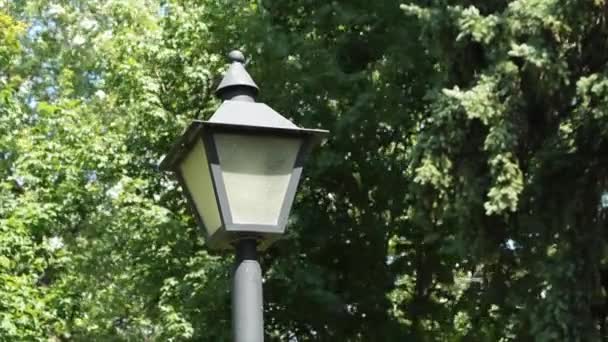 Kikapcsolt Fekete Lámpa Fény Oszlop Fák Mögött Parkol Kívül Szabadban — Stock videók