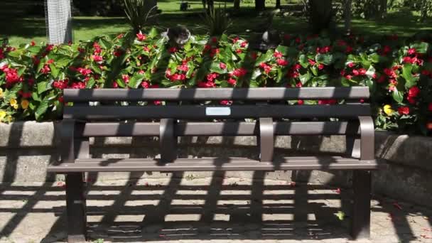 Lege Woefbank Met Contrasterende Verlichting Rode Begonia Bloemen Erachter Parkeer — Stockvideo