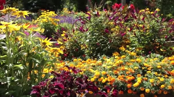 Lush Beautiful Botanical Garden Various Colors Colorful Plants Flowers Blowing — Stock Video