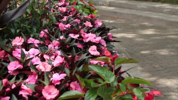 Patiens Impatiens Sunpatiens Flores Rosadas Verano Bajo Sol Con Camino — Vídeos de Stock