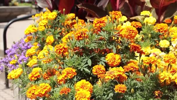 Oranje Goudsbloem Bloeide Bloemplanten Bloemblaadjes Tuin Met Paarse Bloemen Achter — Stockvideo