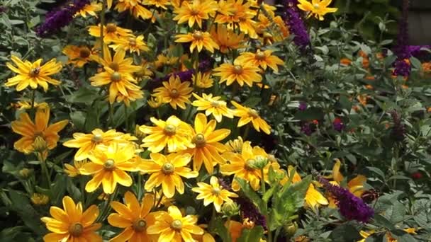 Gele Madeliefjes Zonnebloemen Zwarte Ogen Susans Bloemen Planten Close Met — Stockvideo