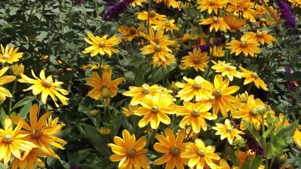 Sárga Százszorszépek Napraforgó Fekete Szemű Susans Virágok Növények Közelkép Zöld — Stock videók