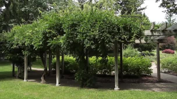 Deski Strukturze Drewna Roślinami Winorośli Rosnącymi Szczycie Ścieżki Ogrodzie Trawą — Wideo stockowe