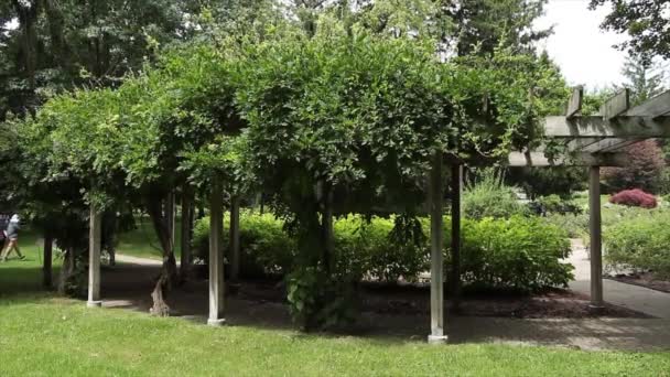 Trä Struktur Plankor Med Vinstockar Växter Som Växer Toppen Ovanför — Stockvideo
