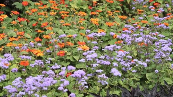 Eupatorieae Ageratum Rojo Púrpura Naranja Azul Flores Con Hojas Verdes — Vídeo de stock