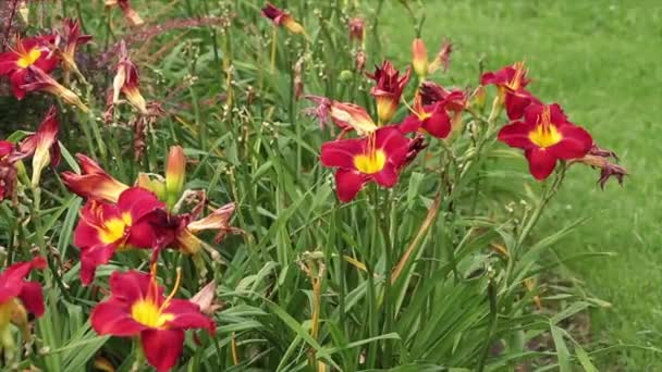 Vörös Sárga Napliliom Liliom Növények Virágok Mellett Hosszú Zöld Fúj — Stock videók