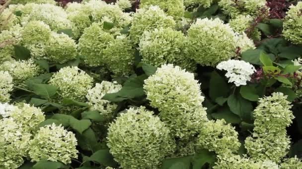 Witte Groene Hortensia Plant Bloem Medium Schot — Stockvideo