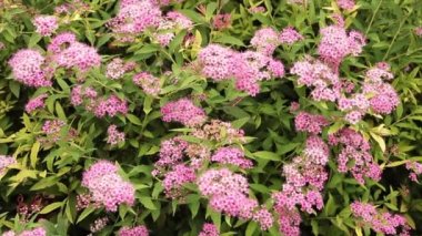 Pembe spiraea japonica Pembe bitkiler Arılı çiçekler