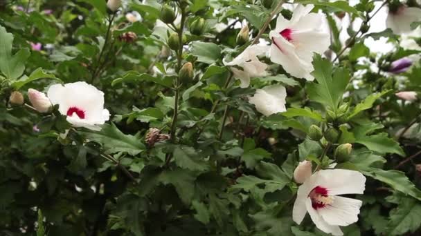 Τρία Λευκά Κόκκινα Άνθη Ιβίσκου Πράσινο Πίσω — Αρχείο Βίντεο