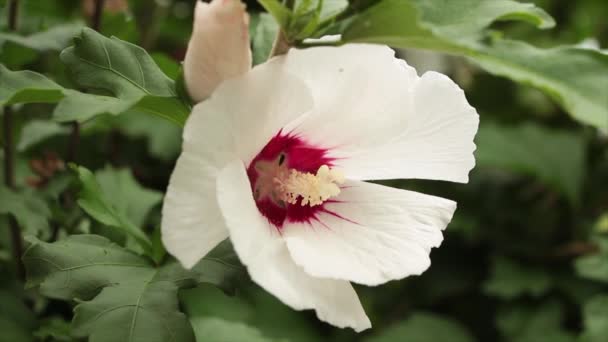 Hibiscus Blanc Rouge Plante Fleurs Avec Vert Derrière Gros Plan — Video