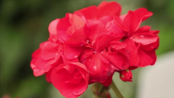 Červená Muškát Květiny Rostlina Okvětní Lístek Květ Zblízka — Stock video