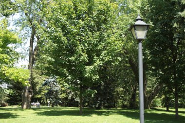 Yazın açık havada, dışarıda park halinde ağaçlarla kaplı siyah lamba direğini kapattım. Ağaçların arkasında yeşillik çimen patikası var.