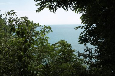 Aydınlık bir yaz günü yaprakları ön planda olan okyanus suyu gölü.