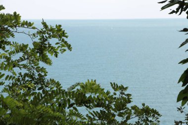 Yazın tek başına okyanus suyuyla aydınlık bir günde ön planda yaprakları bulanık, geniş açılı deniz teknesi.