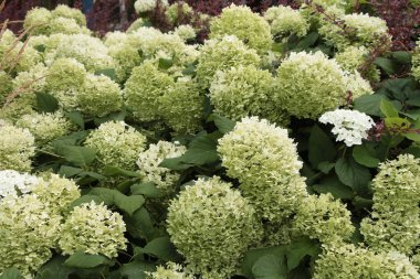 beyaz yeşil ortanca çiçeği, orta boy.