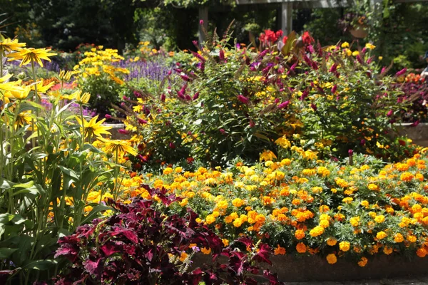 Exuberante Belo Jardim Botânico Com Várias Cores Plantas Coloridas Flores — Fotografia de Stock