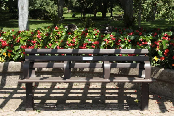 Lege Woefbank Met Contrasterende Verlichting Rode Begonia Bloemen Erachter Parkeer — Stockfoto