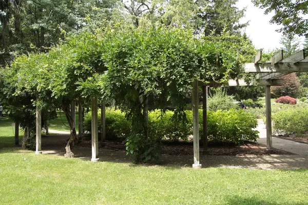 Tablones Estructura Madera Con Plantas Vid Que Crecen Parte Superior —  Fotos de Stock