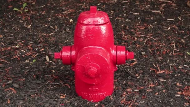 Neuer Sauberer Roter Feuerhydrant Dunkelbrauner Schwarzer Erdbirke — Stockvideo