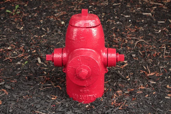 Nuevo Hidrante Rojo Limpio Del Fuego Abedul Negro Marrón Oscuro —  Fotos de Stock