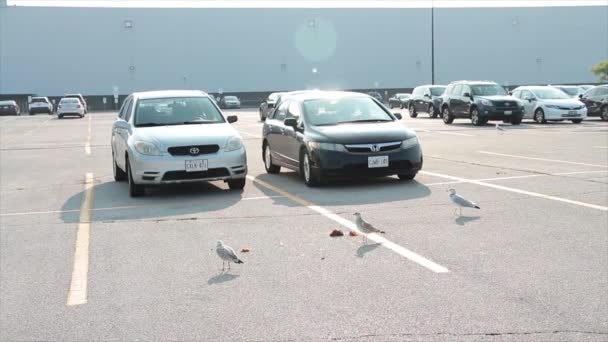 夏の駐車場のスペーススポットで食べ物の隣に立っている3つのシーガルは 人と車が通過し 飛ぶ車の前で — ストック動画