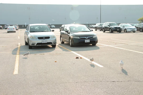 夏の食糧の隣の2台の車の前に駐車場のスペース スポットの3つのシーガル — ストック写真