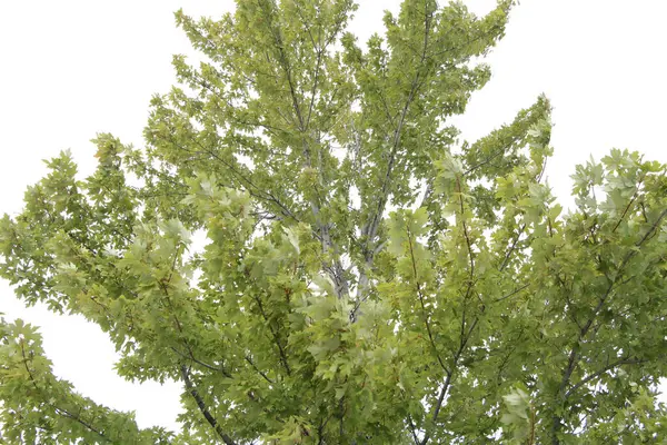 ハッジメープル プラタヌスツリー 背後にある空と上半分の外側のエクステリア — ストック写真