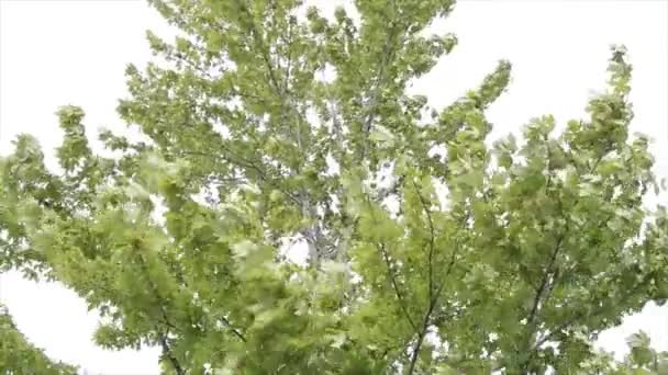 Hedge Maple Platanus Tree Extorior Top Half Sky Blowing Waving — Stock Video